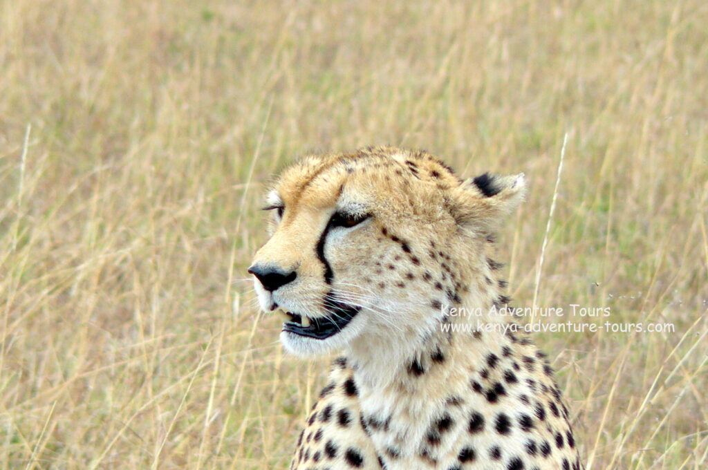 Cheetah spotted on a Kenya Safari