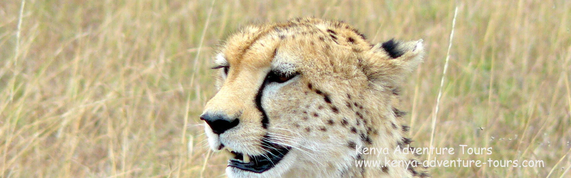 Cheetah spotted on a Kenya Safari