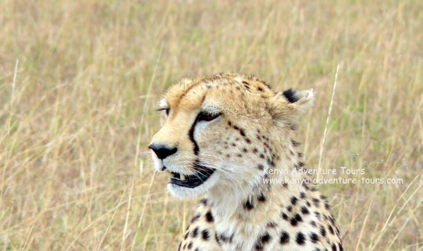 How to Choose the Best Activities for Your Kenya Safari