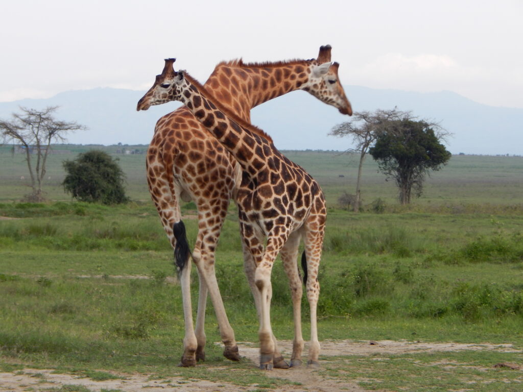 Giraffes spotted on a Kenya Safari