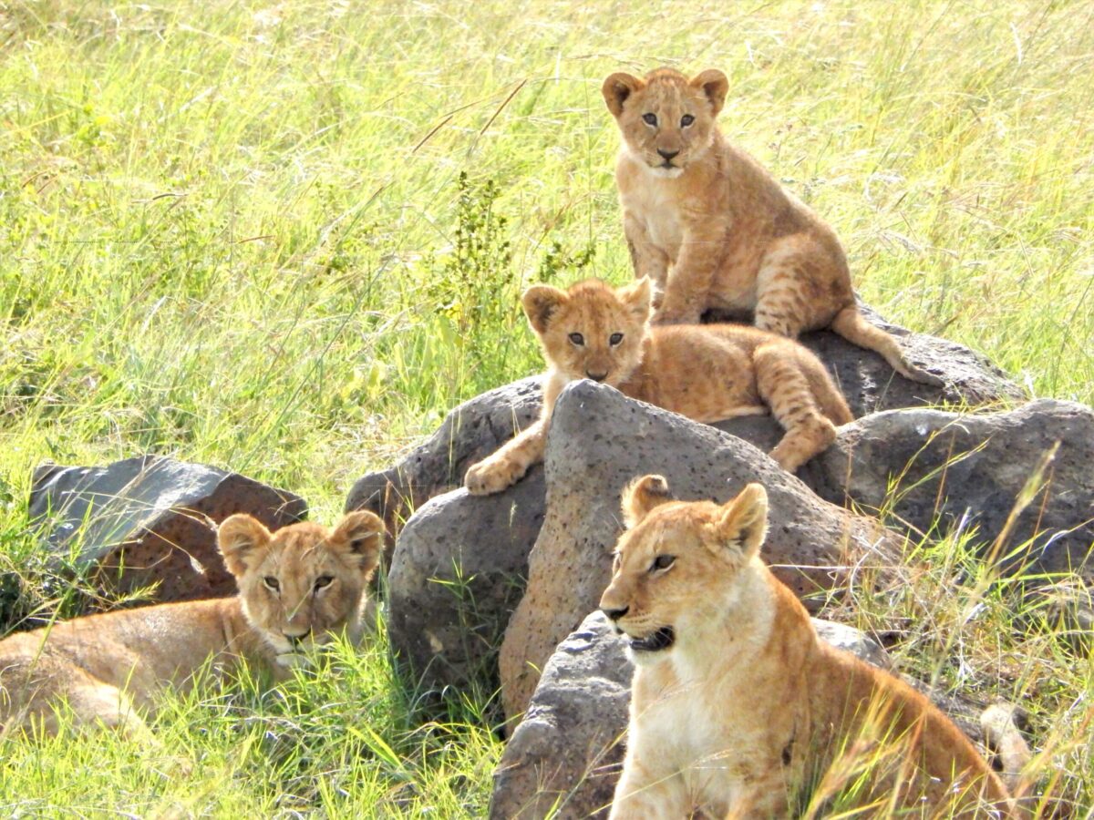 Lions on a Kenya Safari