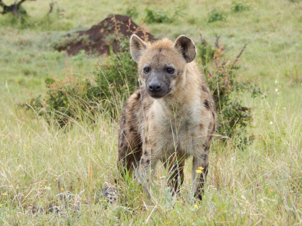 Hyena Spotted on a Kenya Safari