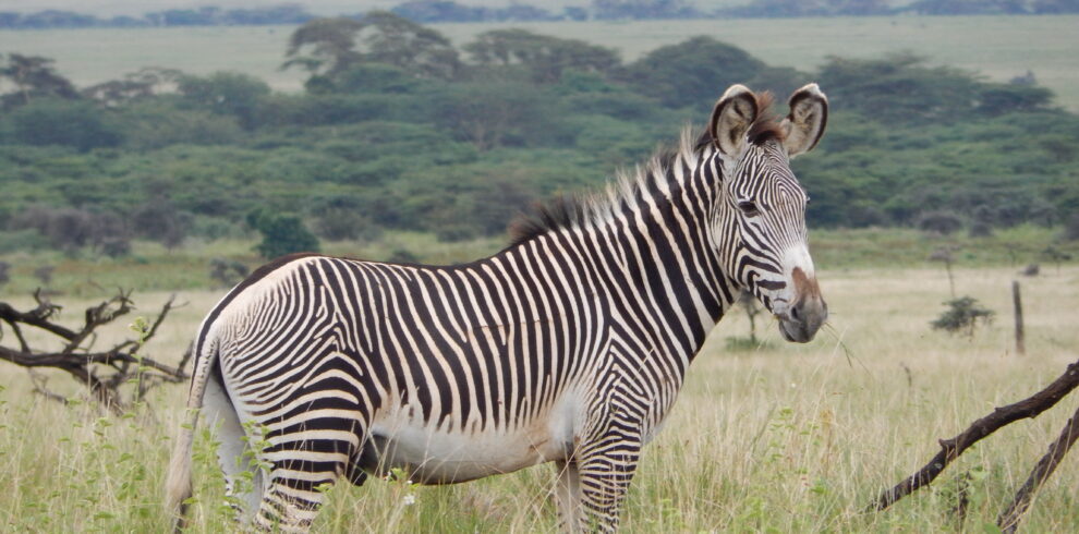 Zebra spotted on a Kenya safari