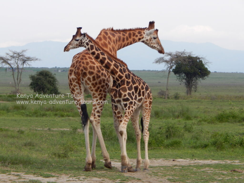 Giraffes in a Kenya Safari