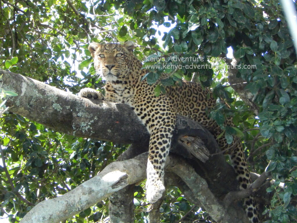 Leopard on Safari in Kenya