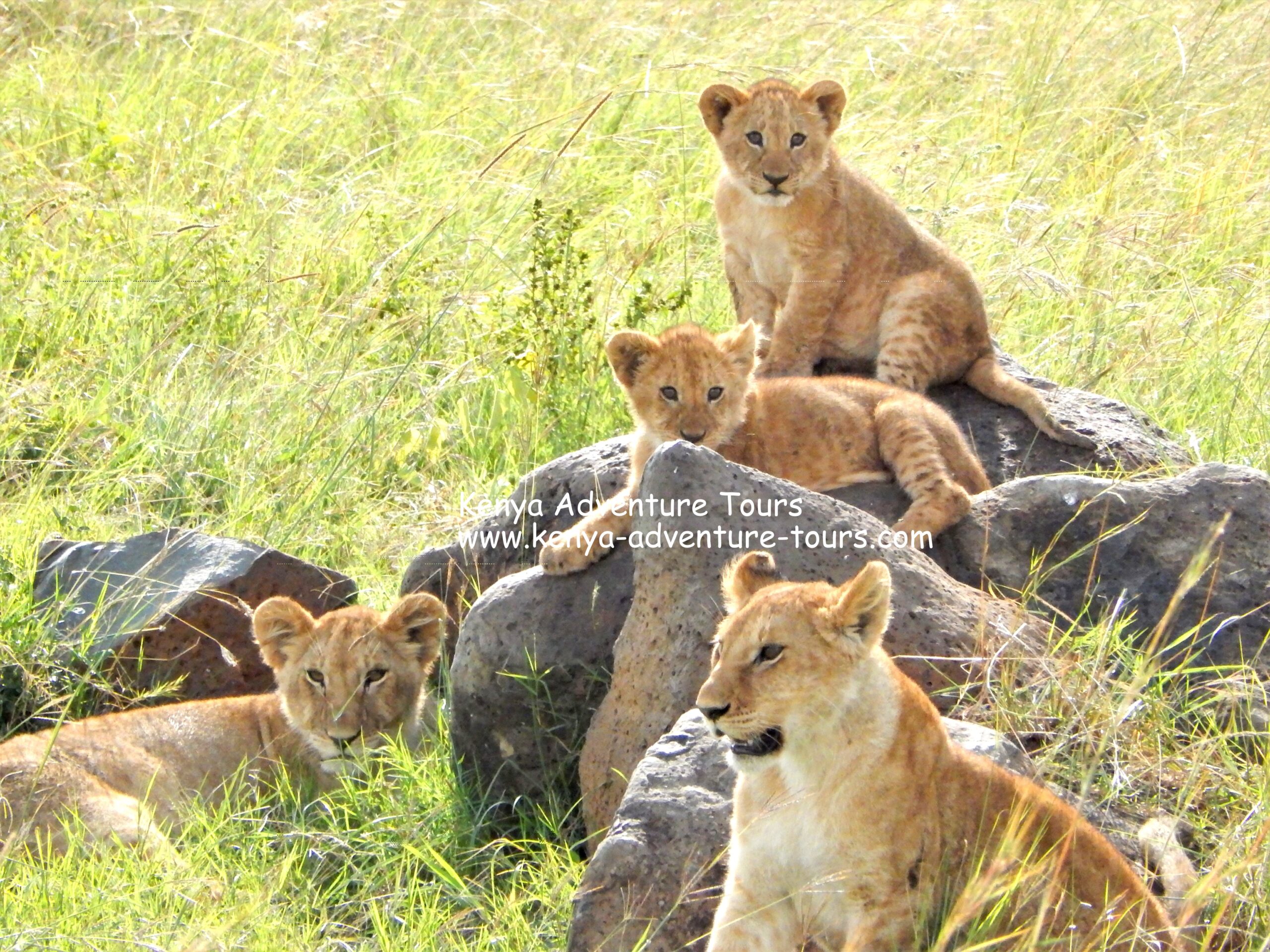 Lions spotted on a Kenya Safari
