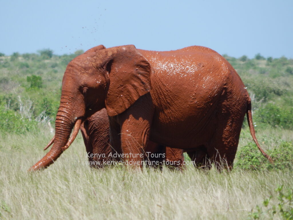 Red Coloured Elephants in Amboseli
