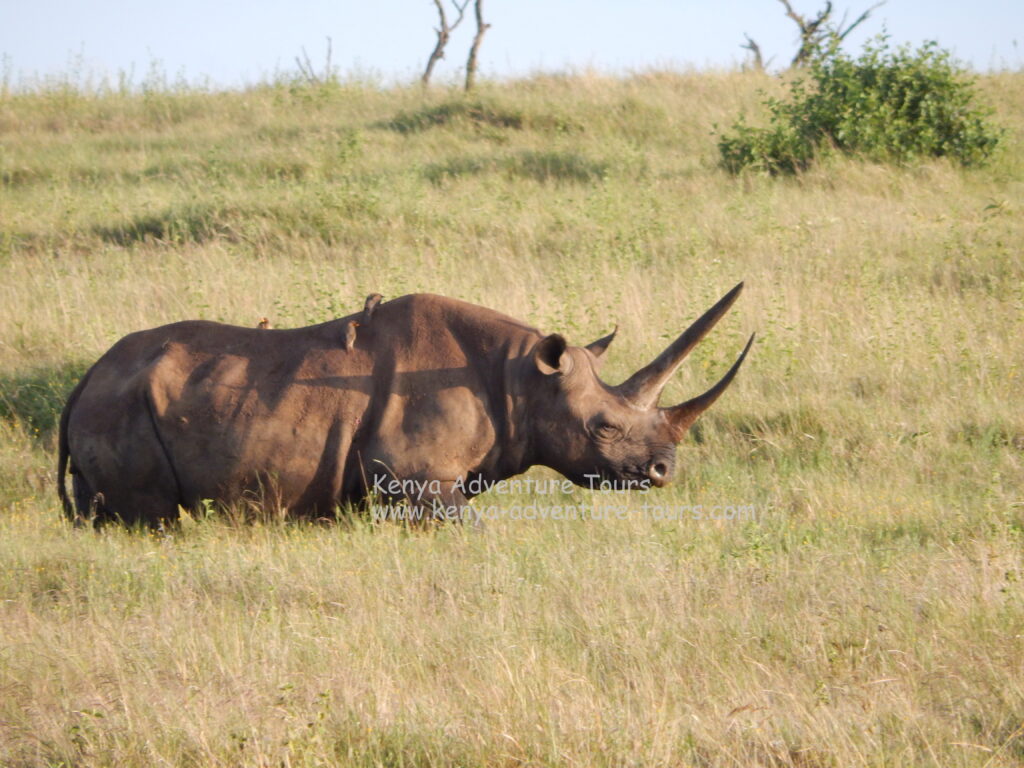 Rhino spotted on a Kenya safari.  