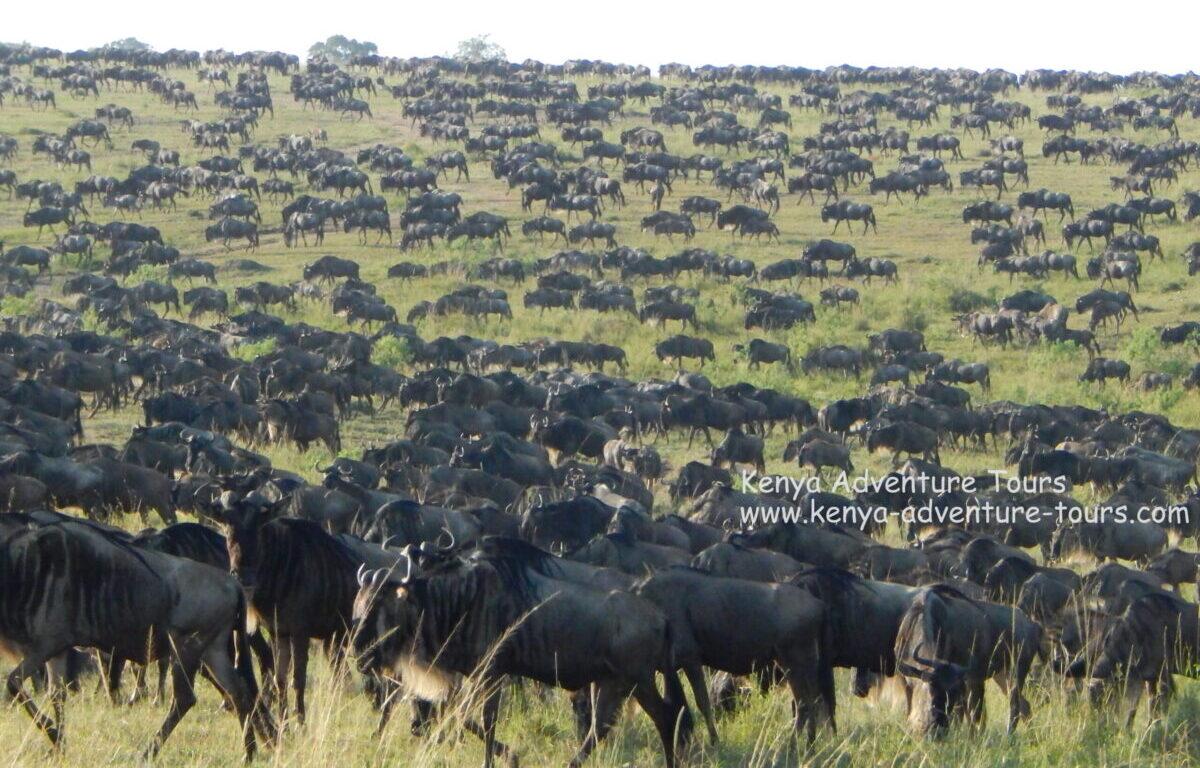 Wildebeest Migration in Masai Mara
